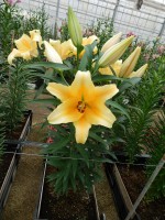 [5512 PO12 Solange No01.JPG]